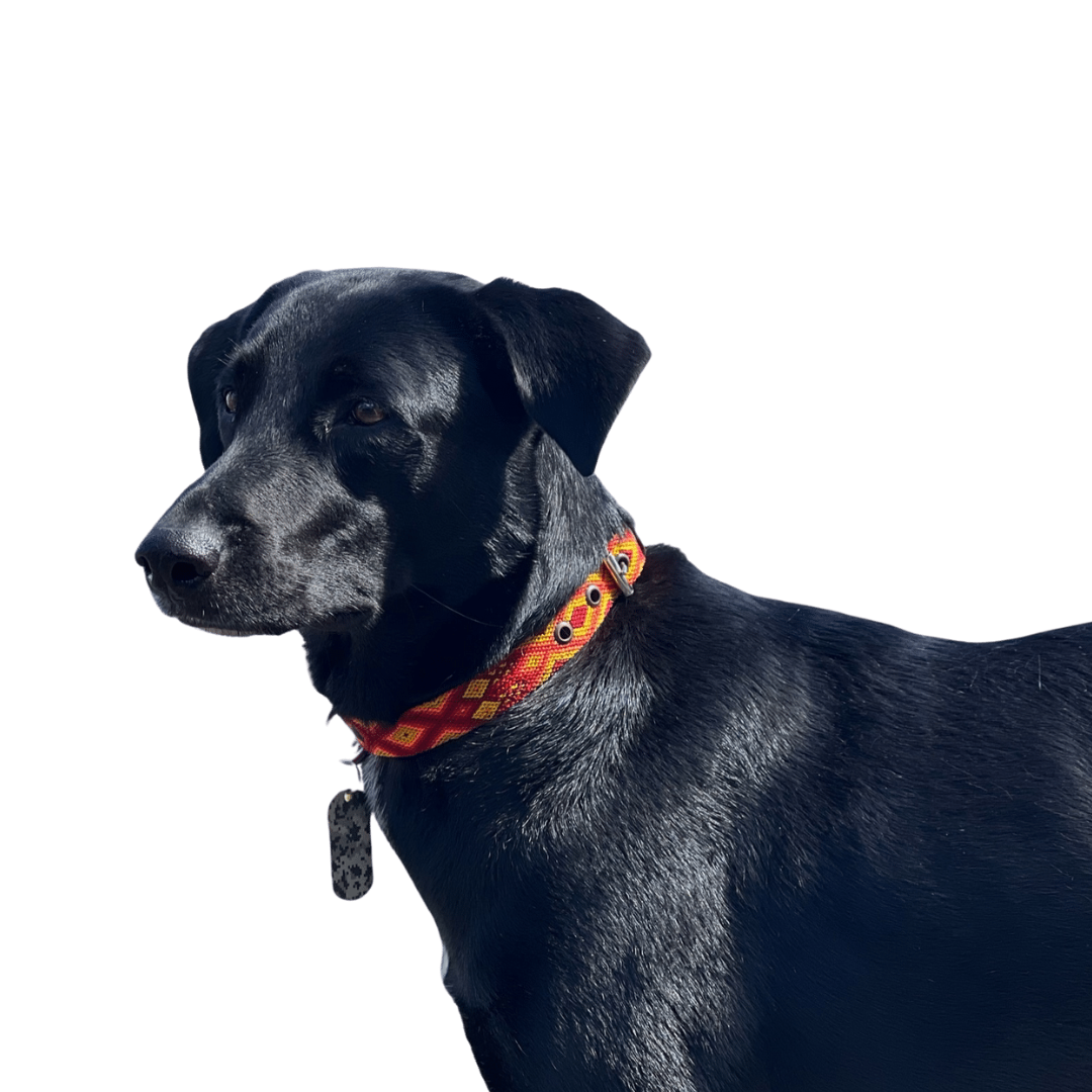 FOTOS MUESTRA PERROS